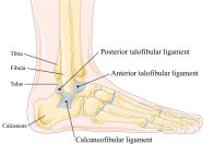Ankle Anatomy And Injuries Muscles And Ligaments