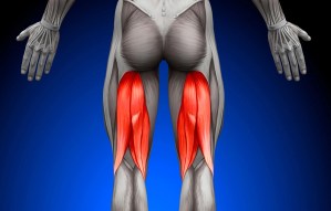 Hamstring Muscle Injuries